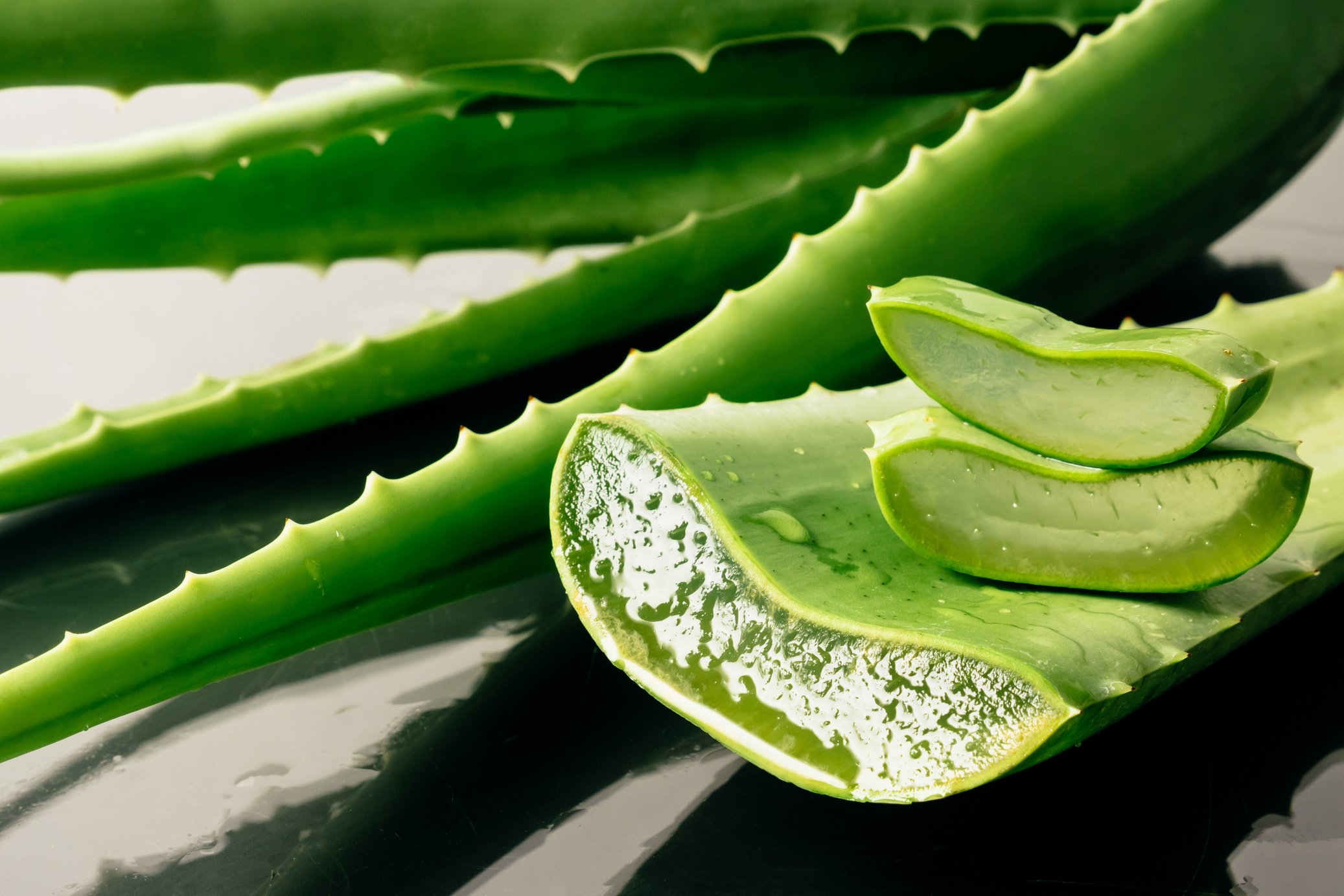 Aloe vera plant. Aloe vera is used in traditional medicine as a skin treatment.